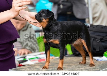 Petit Brabançon dog at a dog show Royalty-Free Stock Photo #2393864093