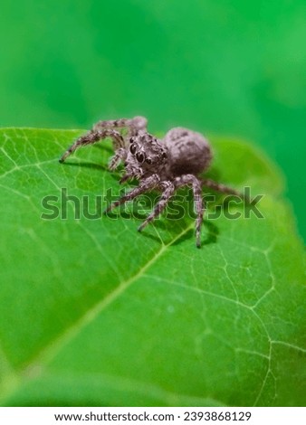 A Closeup jumping spider perched on a green leaf with a blurred green background