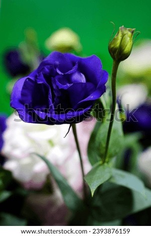Closeup of beautiful Blue color Indian rose flower and plant in a house garden at Pune