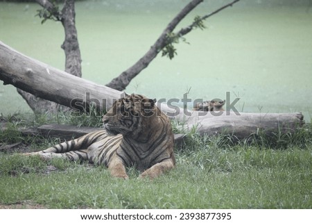 Pictures of wildlife of Asian tigers