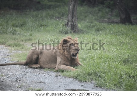 The pictures of wildlife of lions