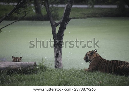 The pictures of wildlife of Tiger