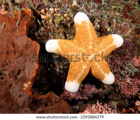A Granulated Sea Star on corals Apo Island Philippines