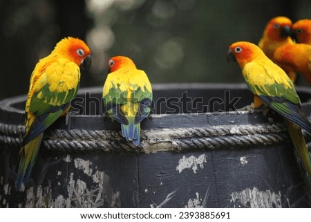 The pictures of birds - Sun conure