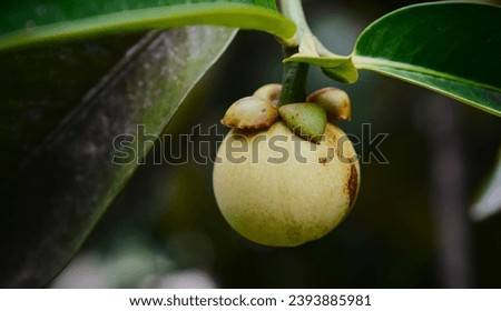 Lingsar mangosteen fruit (Gracinia Mangostana). When young, the surface of the fruit skin is greenish white, and when ripe it will be reddish or pink