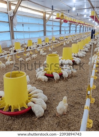 Photo of a group of small chickens eating at the farm (Margomulyo, South Lampung) 
