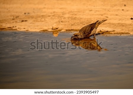 Crossbill or Loxia curvirostra, reflected in a golden spring.