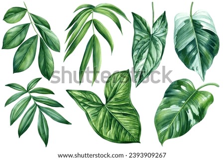Collection of exotic tropical leaves isolated on white background. Watercolor botanical illustration. Jungle Green leaf