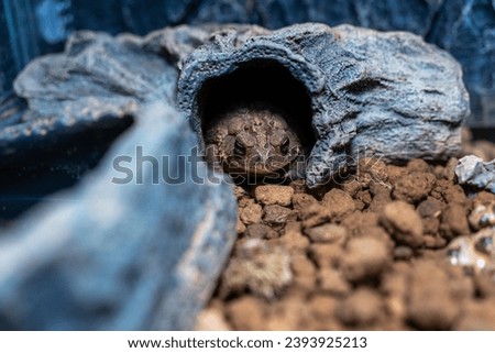 Southern toad siting on the ground.Toad close-up Royalty-Free Stock Photo #2393925213