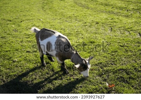 White and brown goat eating grass in fields