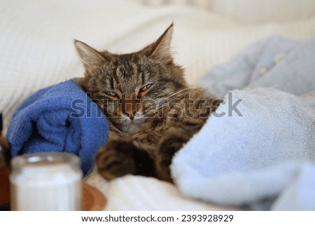 Happy Cat sleeping and resting with towel after bathing procedures. Funny Tabby Feline relax, calms down on a massage table while taking spa treatments. Pet Grooming. Humor. Aromatherapy, body care. Royalty-Free Stock Photo #2393928929