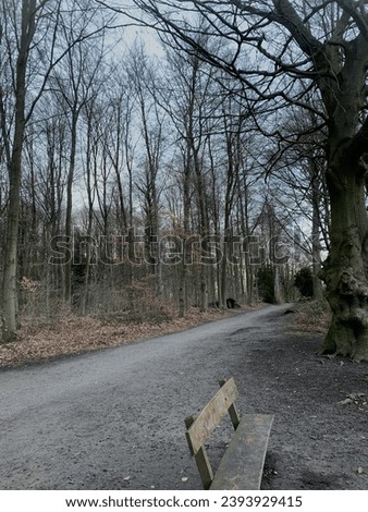Forest, autumn forest , trees without leaves, bench, calm photo, nature