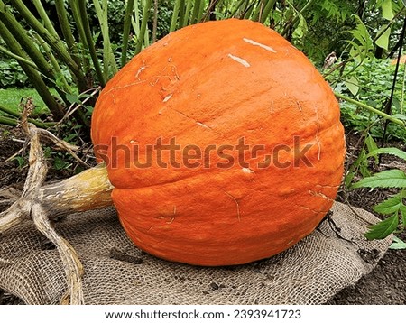 A close-up shot of a big pumpkin on the ground in nature