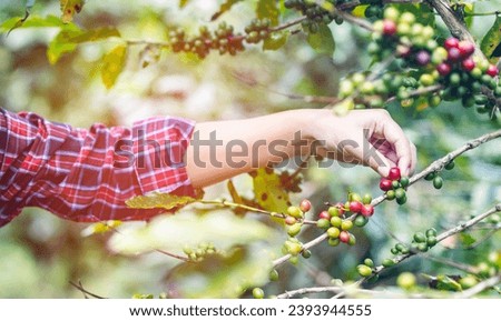 Arabica coffee berries with agriculturist hands. Robusta and arabica coffee berries with woman farmer hands in coffee plantation, Coffee beans on tree with sunrise background.  Royalty-Free Stock Photo #2393944555