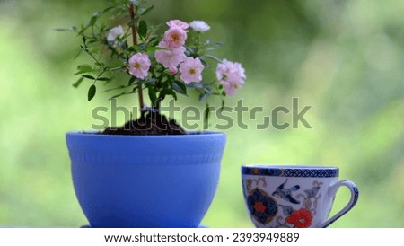 Closeup of pink and white rose flowers, vintage coffee cup with natural background elements in summer at cofee time.
