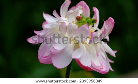 Closeup of beautiful white and pink lotus flowers and waterlily bloom in summer time in the pond