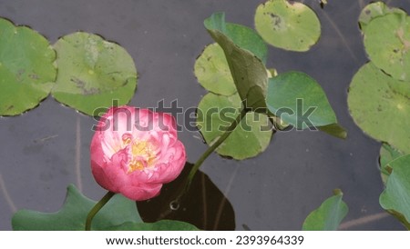Closeup of elegant white and red lotus flowers bloom in summer time in the pond