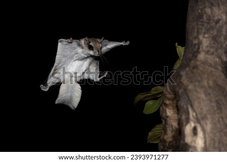 Coming in for Landing. Southern Flying Squirrel (Glaucomys volans) has its membrane spread wide to slow its descent, its glides to a tree trunk. Nocturnal boreal rodent at nighttime isolated on black