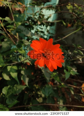 A picture of Red Sunflower (Mexican sunflower) in the day.