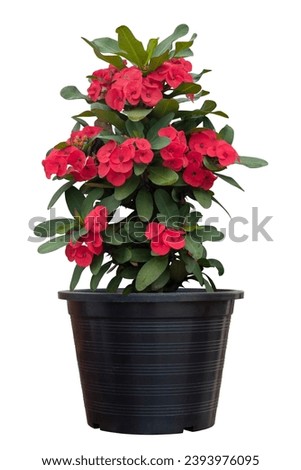 Red Euphorbia milli or Crown of Thorns flower bloom in black plastic pot isolated on white background included clipping path. Royalty-Free Stock Photo #2393976095