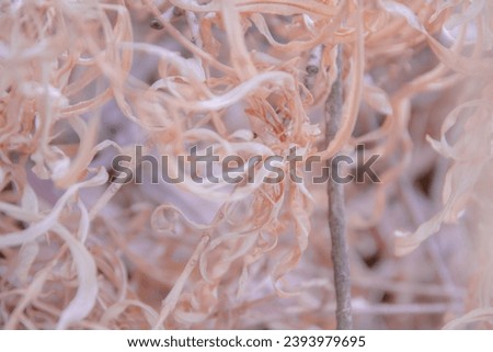 Abstract photograph of dried plant in tropical climate. Emphasis on soft colors and intricate shapes.