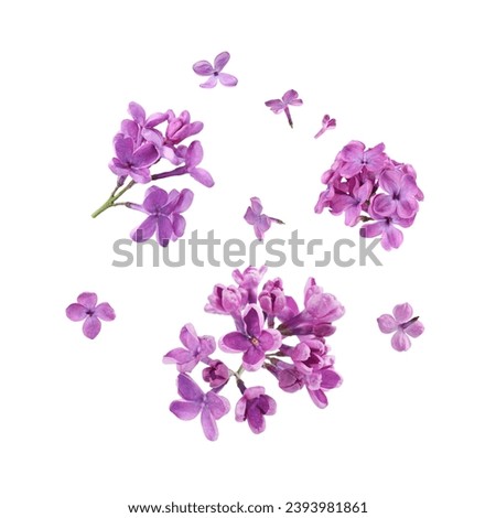 Beautiful lilac flowers falling on white background Royalty-Free Stock Photo #2393981861