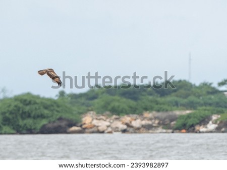 photograph of sea gulls larus eagles hawk falcon raptor flying turquoise water sea ocean fishing prey waves seascape coastal area beach Tuticorin india tamilnadu bird sanctuary migration calm stunning