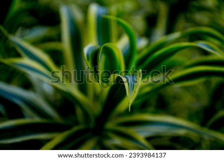 Macro photograph of a leaf in tropical climate. 