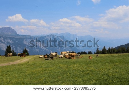 Alpine cows graze on a clean meadow covered with flowers. View of majestic mountains
​