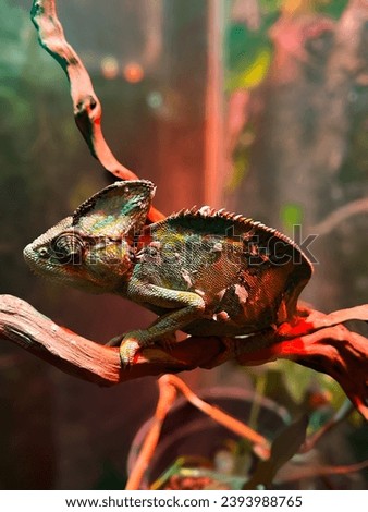In this exciting photo, the chameleon sits peacefully on a branch. His body takes on pastel shades, combined with the surrounding greenery