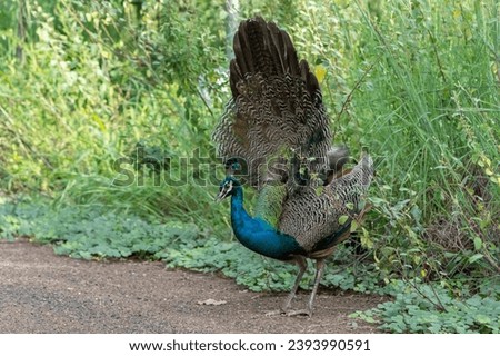 beautiful picture photograph of Indian national bird peacock peahen wings colourful green background wallpaper backdrop grasslands grazing violet greenish natural beauty india tamilnadu tourism 