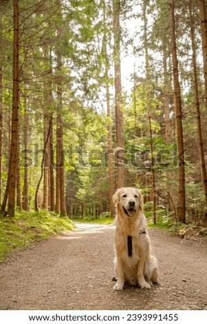 Golden retriever in a forest in Carinthia, Kärnten, Austria Royalty-Free Stock Photo #2393991455