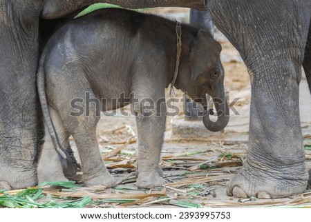 asian baby elephant not African elephant stand run and fun under mother leg to play. Elephant wildlife animal lovely cute and clever. tourist traveling and visit pachyderm family village park. Royalty-Free Stock Photo #2393995753