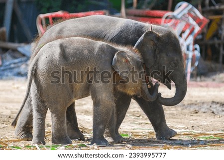 asian baby elephant not African elephant stand run and fun under mother leg to play. Elephant wildlife animal lovely cute and clever. tourist traveling and visit pachyderm family village park. Royalty-Free Stock Photo #2393995777