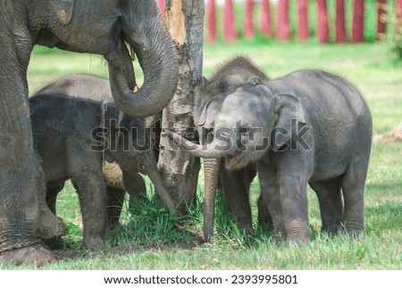 asian baby elephant not African elephant stand run and fun under mother leg to play. Elephant wildlife animal lovely cute and clever. tourist traveling and visit pachyderm family village park. Royalty-Free Stock Photo #2393995801