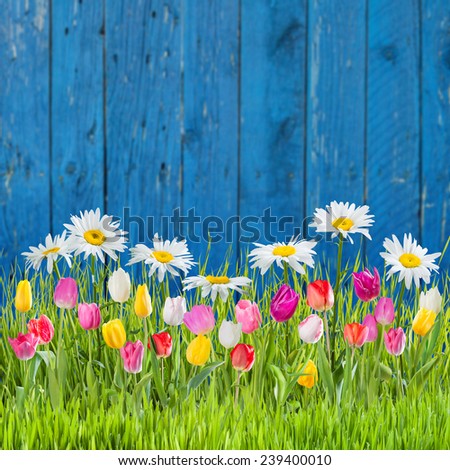 Spring grass and flowers on a fence