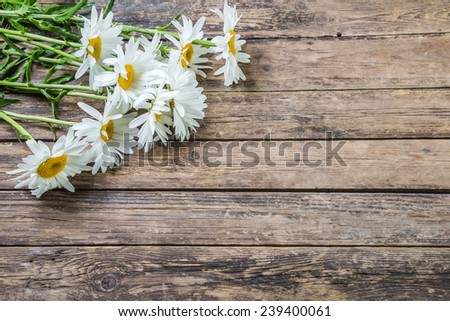 Chamomile flower in rustic style