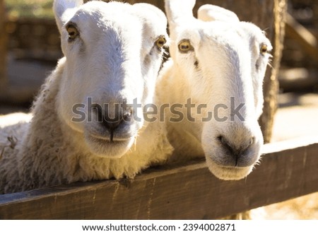 Two white cute Border Leicester ewes. Rear breed sheep on farm in a stall. Funny furry sheep outdoors looking in camera. Animals in a contact zoo. Nature farming, agriculture, domestic livestock. 