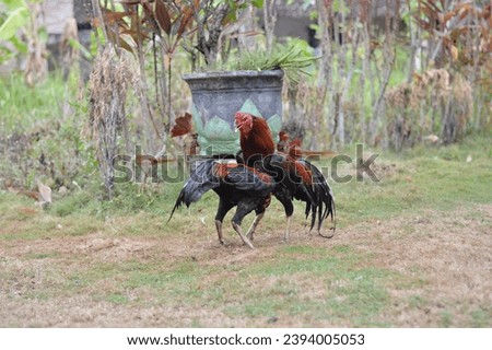 a fighting rooster ready to attack, reddish black in color