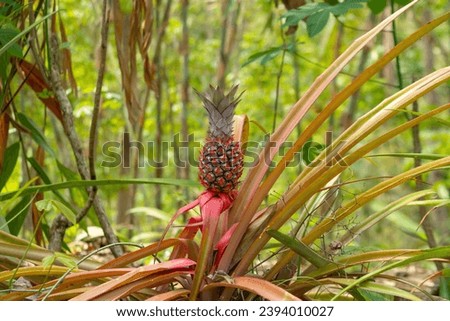 tree with young red pineapples isolated on blur background