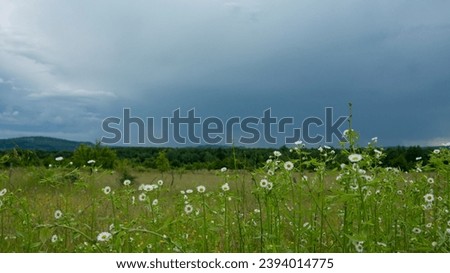White dandelion flowers growing on a field in a rural area. Behind them lies an oak forest. Overcast weather. Storm is approaching. Romania. Royalty-Free Stock Photo #2394014775