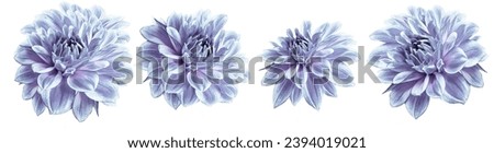 Set  dahlias. Flowers on white  isolated background with clipping path.  For design.  Closeup.  Nature.