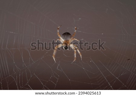 Spider eating a fly on his web. European garden spider, diadem spider, cross spider , crowned orb weaver, araneus diadematus Royalty-Free Stock Photo #2394025613