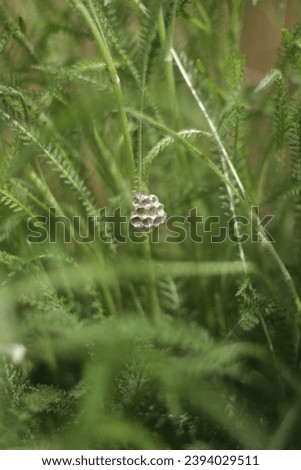 Small bee honeycombs in green grass