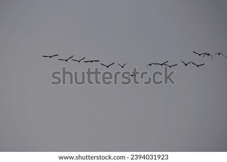 A group of bird flying in the air. Flying in formation.