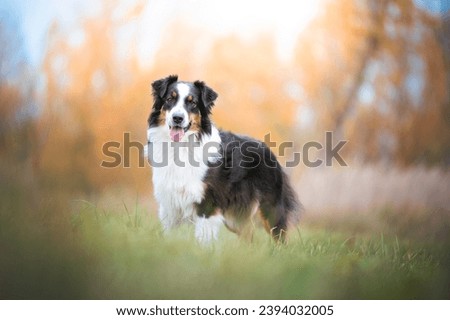 Colorful autumn photography with beautiful and happy dog in the park. 