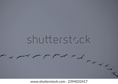 A group of bird flying in the air. Flying in formation.