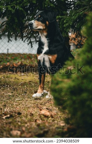 beautiful picture of a dog under a tree. Portrait of an Entlebucher mountain dog