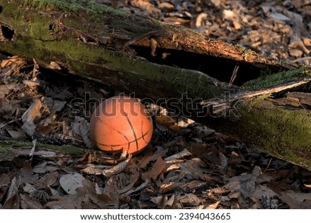 basketball on the ground in autumn (on pile of dead fallen leaves next to a tree branch) end of season, winter, golden hour, bright sun, soft light, sports, seasons, ball, sport, abandoned, playground