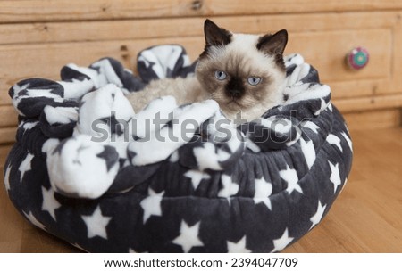 Selkirk Rex Kitten in a cozy Cat Bed